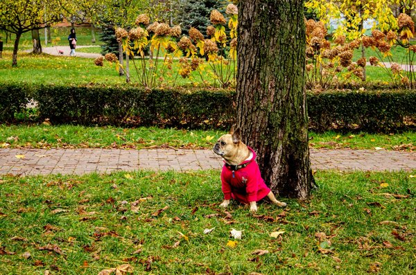 Café au champignon adaptogène : l'énergie naturelle en tasse